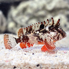 Redfin Waspfish - Small
