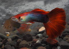 Guppy - Haritha Black Body Red Tail