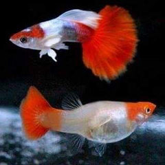 Guppy - Santa Claus Red Eye
