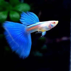 Guppy Fire Tuxedo