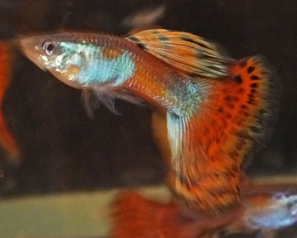 Guppy Female Red Mosaic Tail