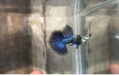 Guppy Dragon Tail