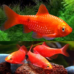 Neon Rosy Barb