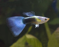 Guppy Bumble Bee
