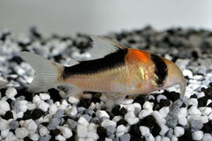 Adolfoi Corydoras Tank Raised