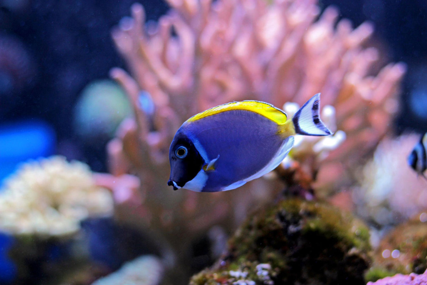 Powder Blue Tang - Small