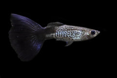 Guppy Black Cobra Endler