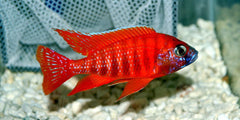 Aulonocara SP Rubencens Or Red Peacock SP Albino