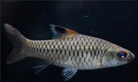 African Clipper Barb