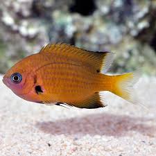 Agile Chromis - Medium