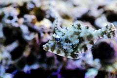 Aiptasia Eating Filefish - Medium