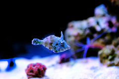 Aiptasia Eating Filefish Tank Raised - Small