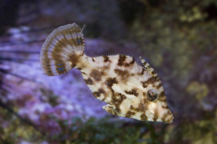 Filefish