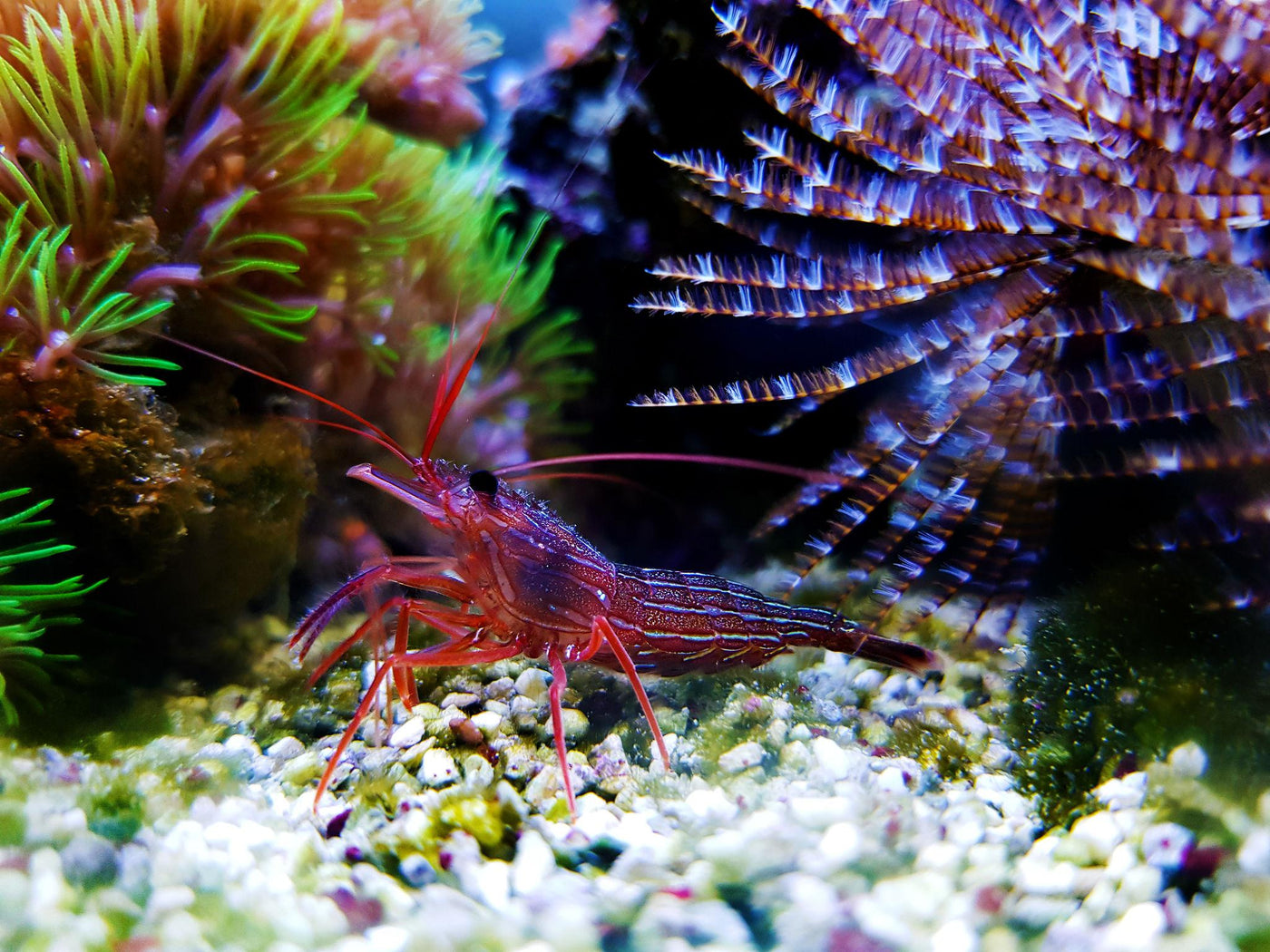 Aiptasia Eating Peppermint Shrimp