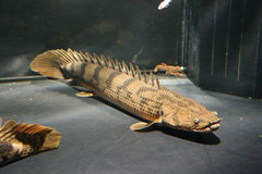 Endlicheri Polypterus Tank Raised
