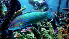 Hoeven's Melanurus Wrasse - Medium