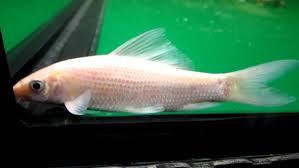 Albino Black Shark