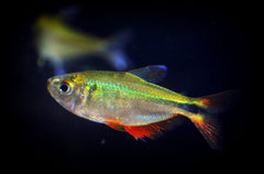 Albino Buenos Aires Tetra