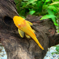 Albino Chocolate Pleco