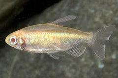 Albino Congo Tetra
