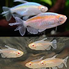Albino Congo Tetra