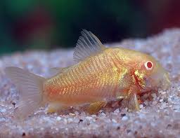 Albino Corydoras