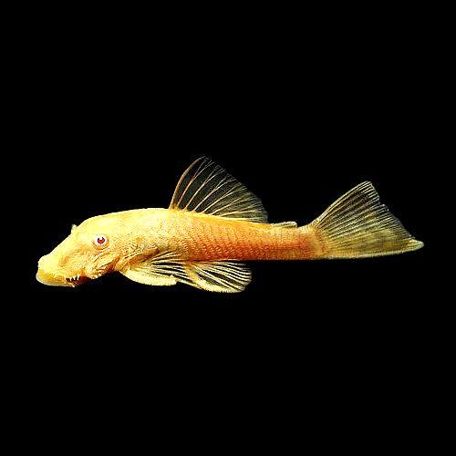 Plecos