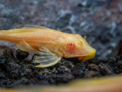 Albino Gibbiceps Pleco L165