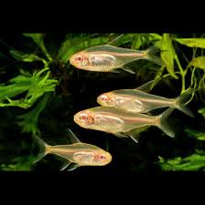 Albino Glolite Tetra Florida