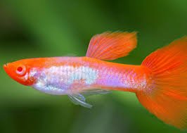 Albino Kohaku Guppy Male