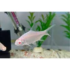 Albino Platinum Tinfoil Barb