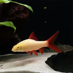 Albino Rainbow Shark