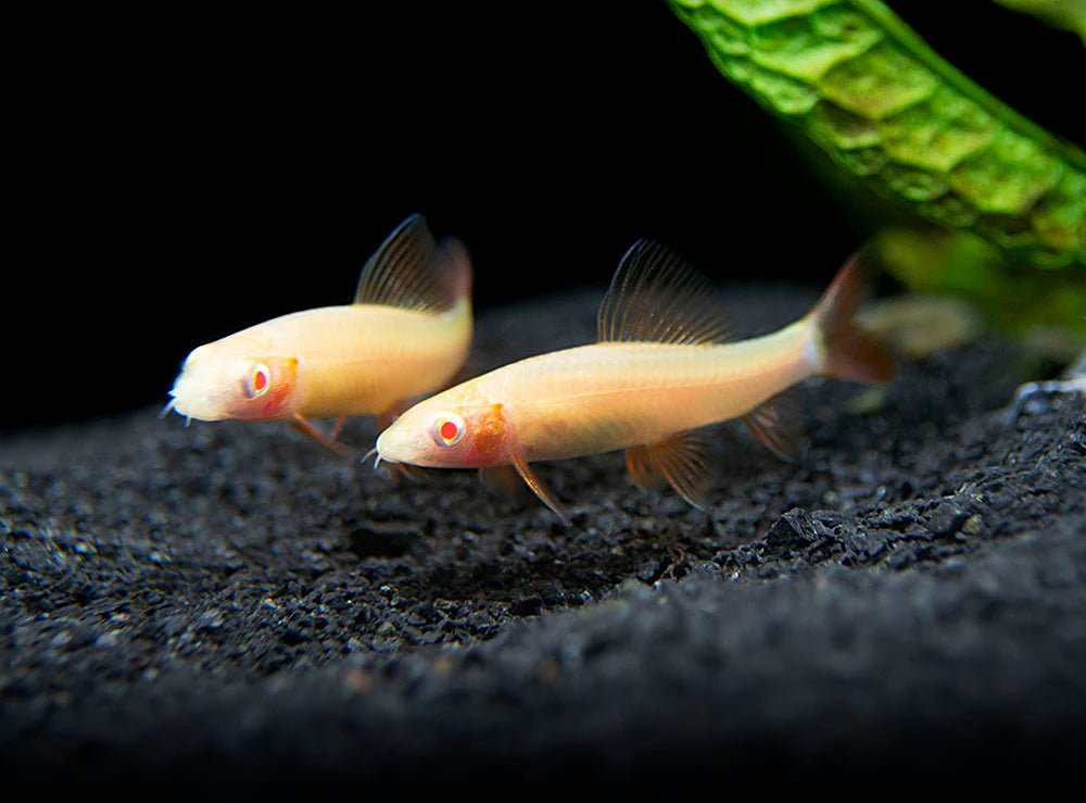 Albino Rainbow Shark Sml