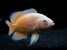 Albino Red Oscar