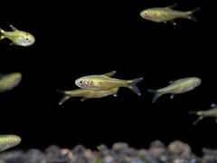 Albino Silvertip Tetra