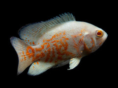 Albino Tiger Oscar