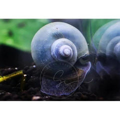 Algae Cleanup Crew Pack