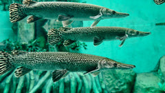 Alligator Gar