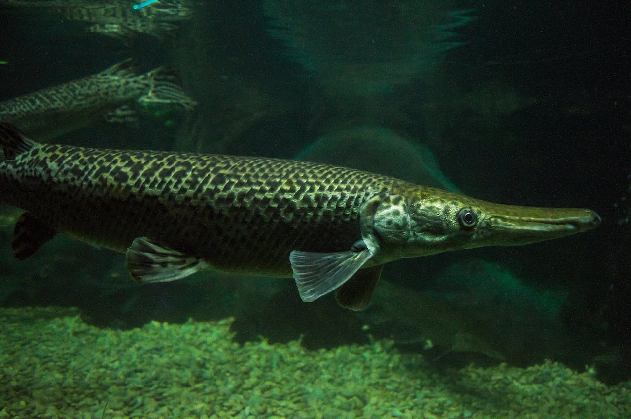 Alligator Gar