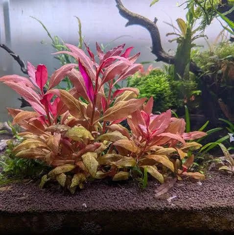 Alternanthera Reineckii