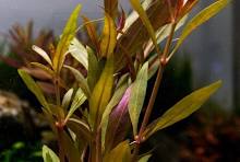 Alternanthera Rosifolia