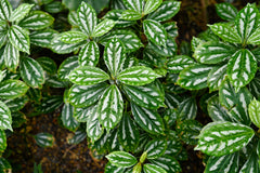 Aluminum Plant Bunched