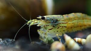 Amano Algae Eating Shrimp