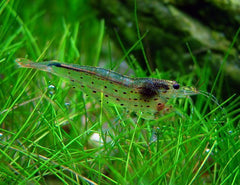 Amano Algae Eating Shrimp