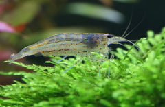 Snow Ball Shrimp