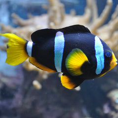 Black Clarkii Clownfish Tank Raised - Medium