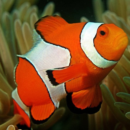 Orange Domino Ocellaris Clownfish Tank Raised - Medium