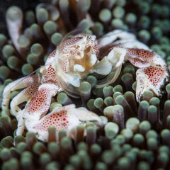 Anemone Crab - Medium