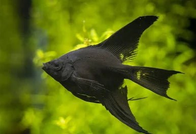 Angel Black