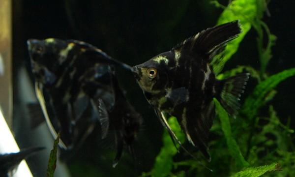 Angel Black Marble